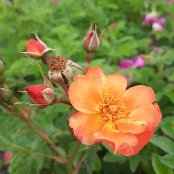 ORANGE AMORINA – orange Strauchrose für die Landschaftsarchitektur - De Ruiter