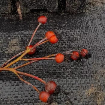 Klarer, strahlender orangefarbener Grundton mit einem leicht goldenen Schimmer. - landschaftsrose - mittelstark duftende, gut wahrnehmbare rose - frisch, orange-citrusartig