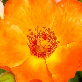 Rosen Online Gärtnerei - orange - mittelstark duftende, gut wahrnehmbare rose - Orange Amorina - landschaftsrose - (60-85 cm)