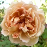 Sárga - virágágyi floribunda rózsa - Online rózsa vásárlás - Rosa Café® - intenzív illatú rózsa - ánizs aromájú