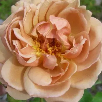 Trandafiri online - Trandafiri Polianta - galben - trandafir cu parfum intens - Café® - (90-100 cm)
