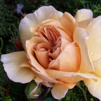 Rosa Café® - geel - Floribunda roos