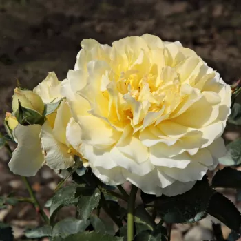 CAFÉ® – sárga virágágyi floribunda rózsa - Kordes