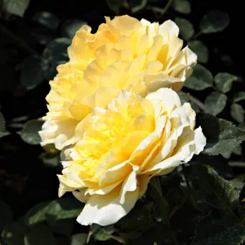 Meleg karamellás -bézs szirmok, belül sárgabarackos árnyalattal. - virágágyi floribunda rózsa - közepes erősségű, jól érezhető illatú rózsa - lágyan édeskés aromájú