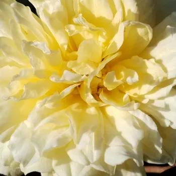 Rózsák webáruháza. - sárga - közepes erősségű, jól érezhető illatú rózsa - Café® - virágágyi floribunda rózsa - (80-110 cm)