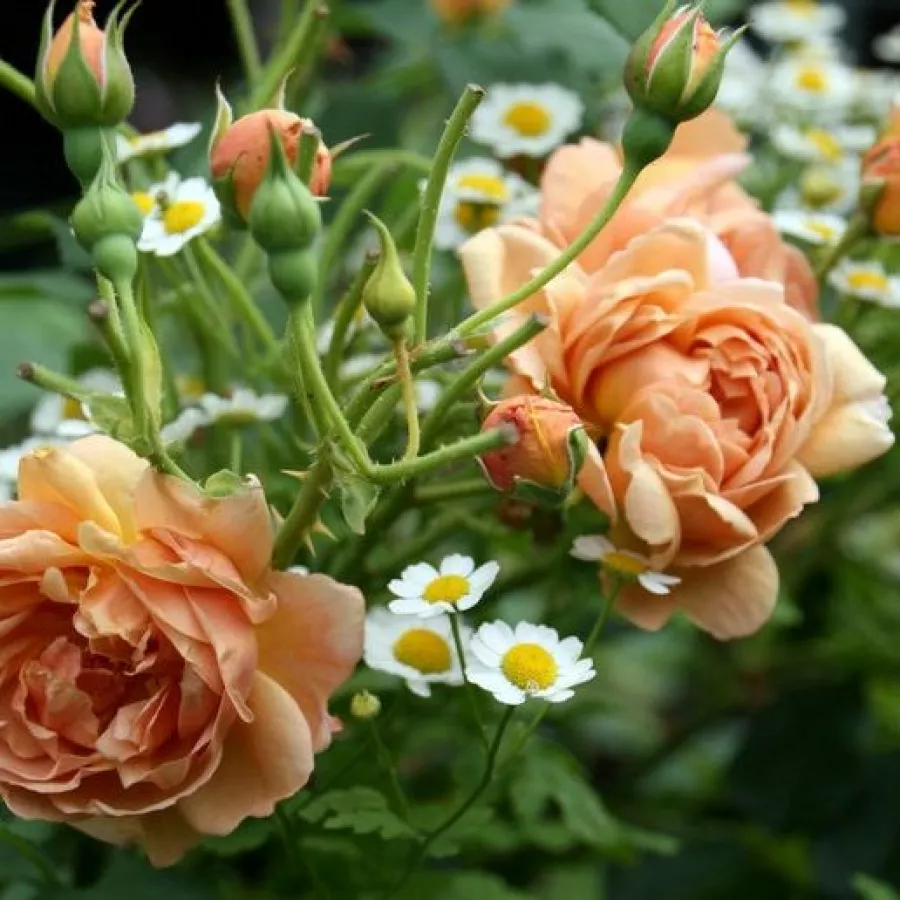 Ruža floribunda za gredice - Ruža - Café® - sadnice ruža - proizvodnja i prodaja sadnica