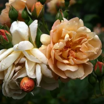 Sárga - világosbarna árnyalat - virágágyi floribunda rózsa - intenzív illatú rózsa - ánizs aromájú