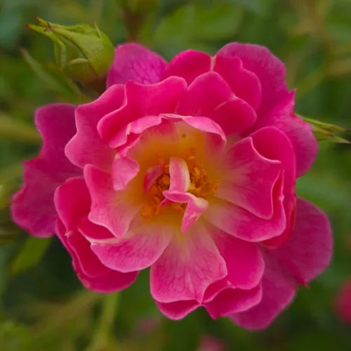 Pink Ricco Amorina