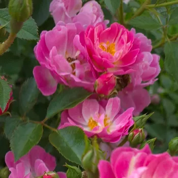 PINK RICCO AMORINA – rózsaszín talajtakaró rózsa - De Ruiter
