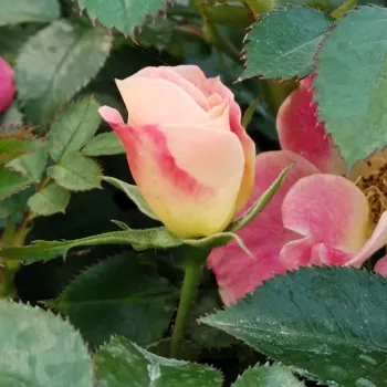 EYEWINK AMORINA – rosa Strauchrose für die Landschaftsgestaltung - De Ruiter