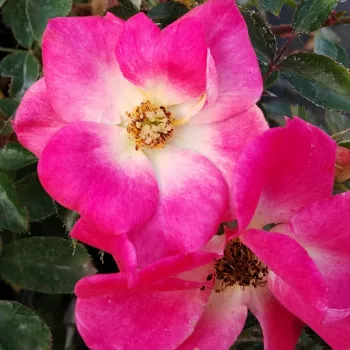 Kräftige korallenrosa Blüte mit hell cremeweißer bis gelblicher Mitte und kontrastierenden gelben Staubblättern. - strauchrose für landschaftsbau - mild, dezent duftende rose - weich, frisch, fruchtig