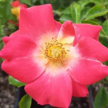 Online rosenkauf - rosa - mild, dezent duftende rose - Eyewink Amorina - strauchrose für landschaftsbau - (50-70 cm)