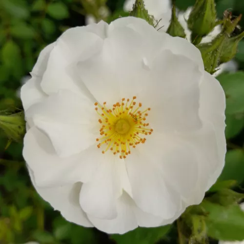 Spinnaker Amorina