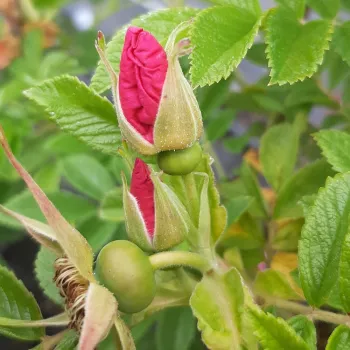 SWEET VALEDA – rózsaszín tájépítészeti bokorrózsa - Boot & de Ruiter