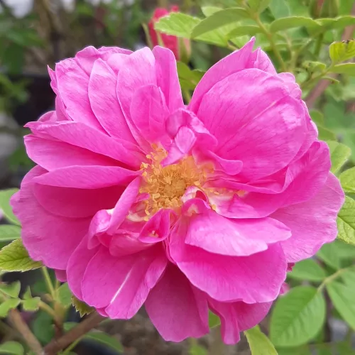 Light Pink Valeda