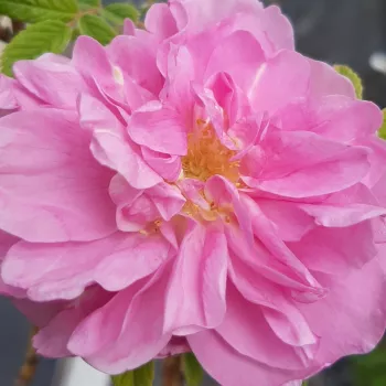 Rózsák webáruháza. - rózsaszín - közepes erősségű, jól érezhető illatú rózsa - Light Pink Valeda - tájépítészeti bokorrózsa - (75-105 cm)