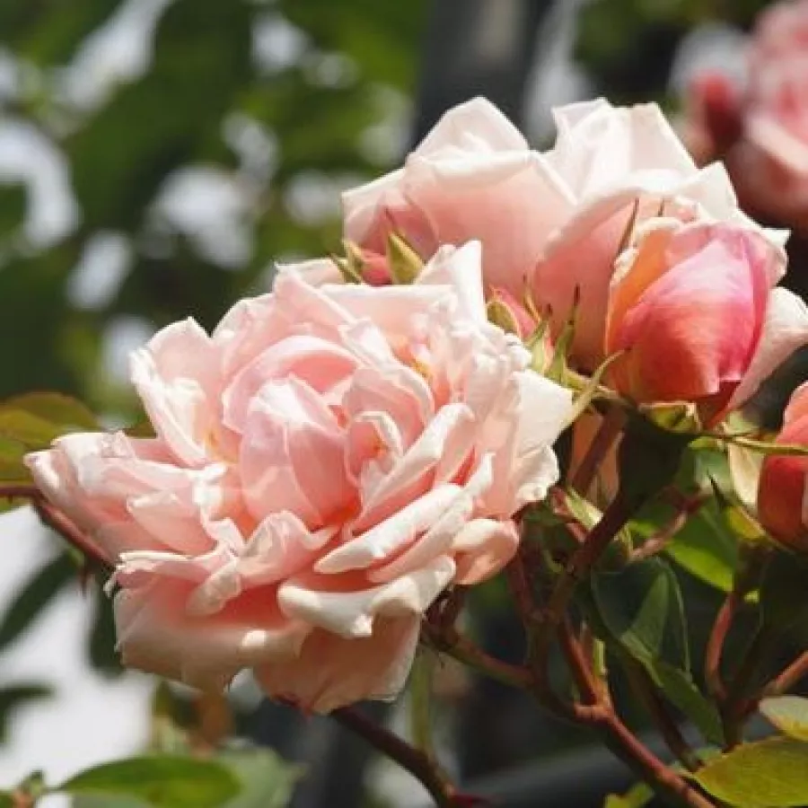 Różowy - Róża - Albertine - Szkółka Róż Rozaria