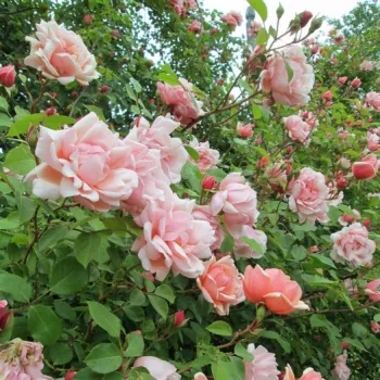 Rosa Albertine - ružová - historická ruža - rambler