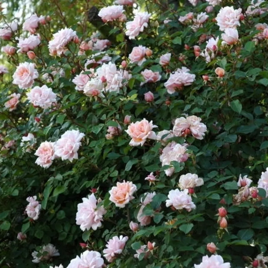 Albertine - Rosa - Albertine - Produzione e vendita on line di rose da giardino