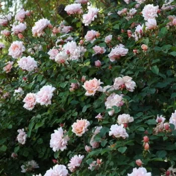 Łososiowy - róże historyczne - róże pnące ramblery   (200-600 cm)