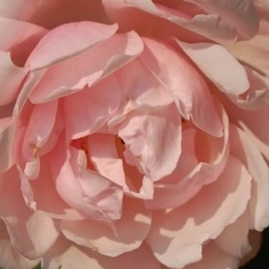 Rambler, Historical roses, Climber, Hybrid Wichurana, Large-Flowered Climber - Rózsa - Albertine - Online rózsa rendelés