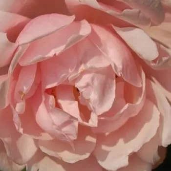 Rosen Gärtnerei - ramblerrosen - rosa - Rosa Albertine - diskret duftend - Brent C. Dickerson - Langlebige, dekorative, üppige Blüten. Verträgt auch halbschattige Standorte und nährstoffarme Böden.T