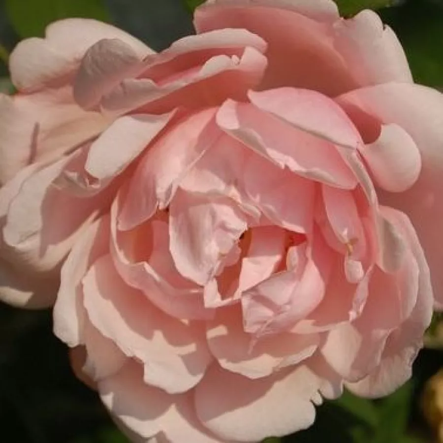 Růžová - Růže - Albertine - 