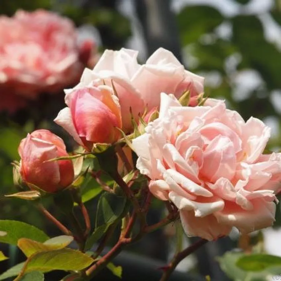 Apróvirágú - magastörzsű rózsafa - Rózsa - Albertine - Kertészeti webáruház