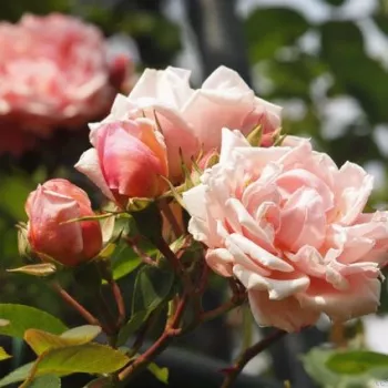 Rosa Albertine - rózsaszín - magastörzsű rózsa - apróvirágú