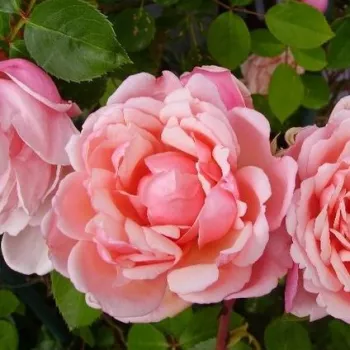Online rózsa kertészet - rózsaszín - magastörzsű rózsa - apróvirágú - Albertine - diszkrét illatú rózsa - gyümölcsös aromájú