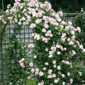 Lazacrózsaszín - történelmi - rambler, futó - kúszó rózsa - diszkrét illatú rózsa - gyümölcsös aromájú