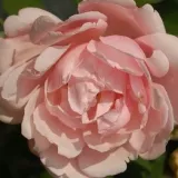 Historická ruža - rambler - ružová - Rosa Albertine - mierna vôňa ruží - sad