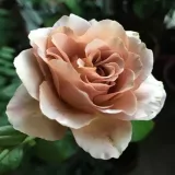 Sárga - barna - virágágyi floribunda rózsa - Online rózsa vásárlás - Rosa Caffe Latte™ - diszkrét illatú rózsa - alma aromájú