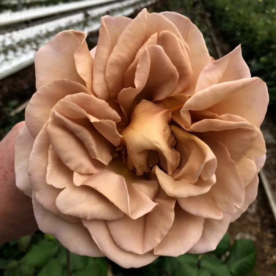 Róże rabatowe grandiflora - floribunda - Róża - Caffe Latte™ - Szkółka Róż Rozaria