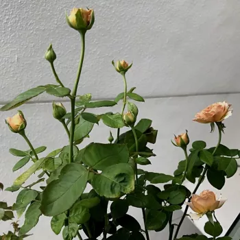 Rosa Caffe Latte™ - żółty brązowy - róże rabatowe grandiflora - floribunda