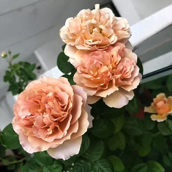 Hnedožltá - záhonová ruža - floribunda   (130-150 cm)