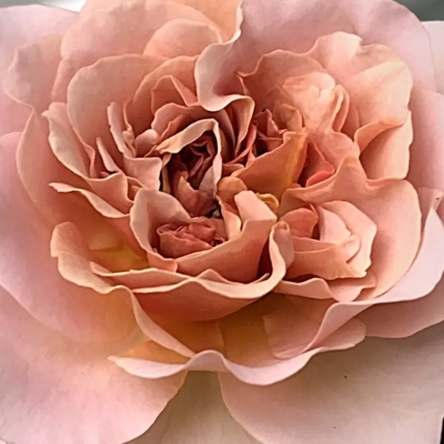 Floribunda - Rosa - Caffe Latte™ - Produzione e vendita on line di rose da giardino