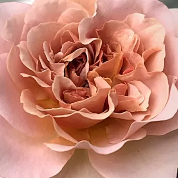 Trandafiri online - Trandafiri Polianta - galben - maro - trandafir cu parfum discret - Caffe Latte™ - (130-150 cm)