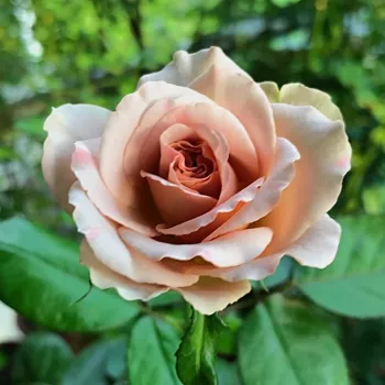 Rosa Caffe Latte™ - naranja - marrón - Árbol de Rosas Floribunda - rosal de pie alto- forma de corona tupida