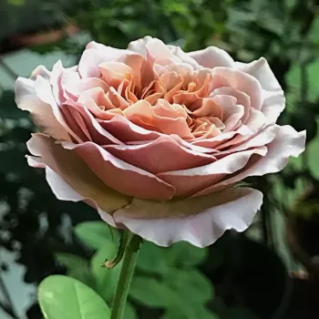 Sárga - világosbarna árnyalat - virágágyi floribunda rózsa - diszkrét illatú rózsa - alma aromájú