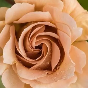 Online rózsa vásárlás - sárga - barna - diszkrét illatú rózsa - alma aromájú - Caffe Latte™ - virágágyi floribunda rózsa - (130-150 cm)
