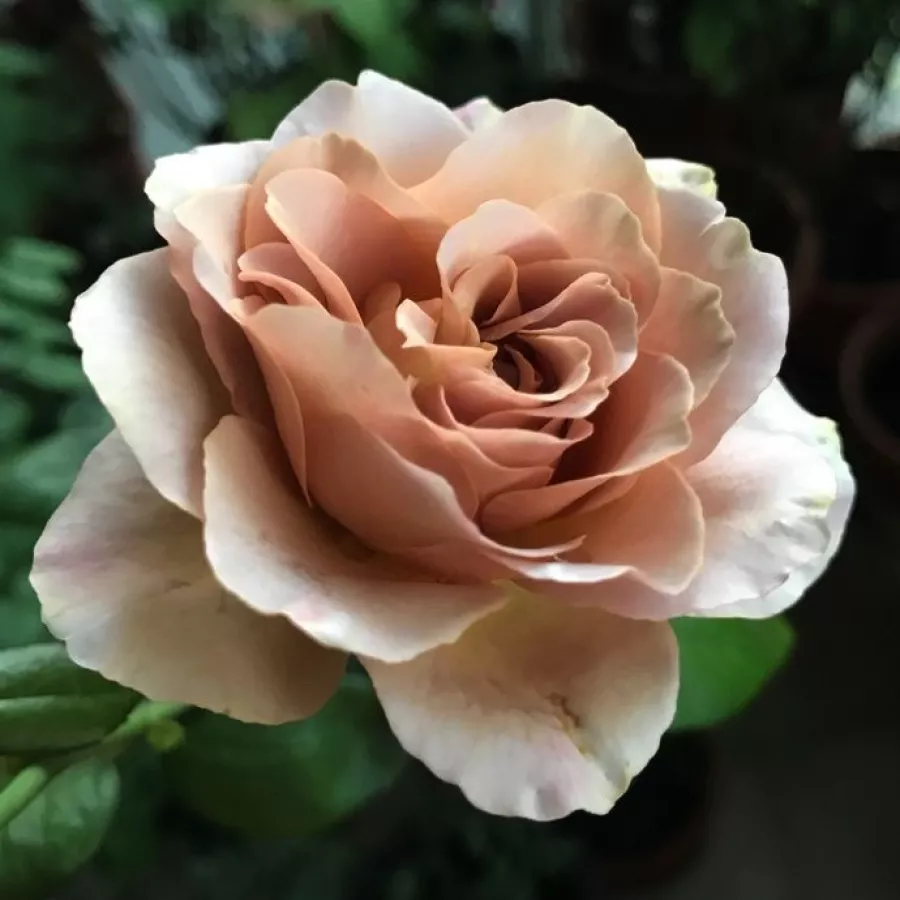 Trandafir cu parfum discret - Trandafiri - Caffe Latte™ - comanda trandafiri online