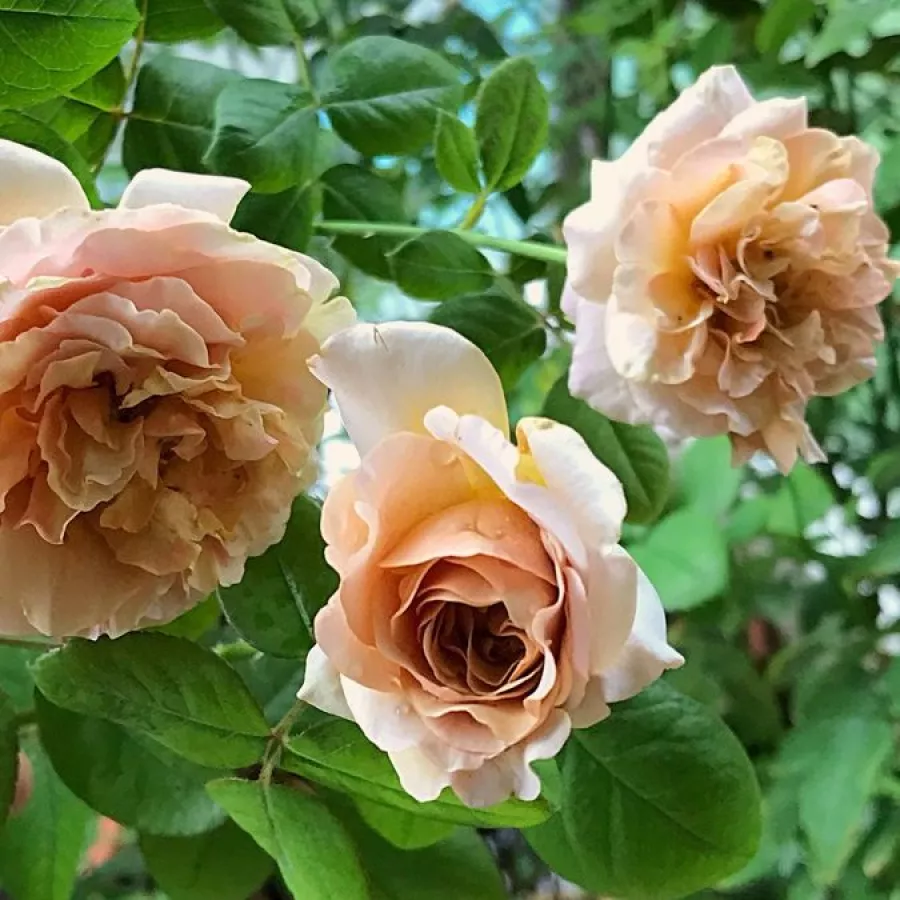 Trandafiri Floribunda - Trandafiri - Caffe Latte™ - comanda trandafiri online