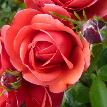 PRESERVATION – piros virágágyi floribunda rózsa - Bossom