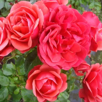 Élénk középvörös tónus, egységes, telített árnyalattal. - virágágyi floribunda rózsa - enyhe, visszafogott illatú rózsa - illatjellemzés nem áll rendelkezésre