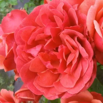 Online rózsa vásárlás - piros - enyhe, visszafogott illatú rózsa - Preservation - virágágyi floribunda rózsa - (75-105 cm)