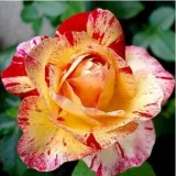 Sárga - vörös - virágágyi floribunda rózsa - Online rózsa vásárlás - Rosa Camille Pissarro™ - diszkrét illatú rózsa - pézsmás aromájú