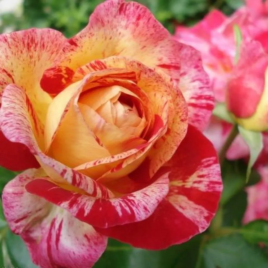 żółto czerwony - Róża - Camille Pissarro™ - Szkółka Róż Rozaria
