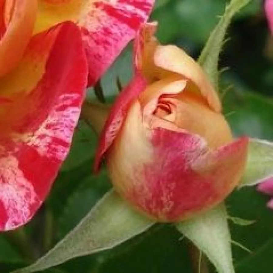Csokros virágú - magastörzsű rózsafa - Rózsa - Camille Pissarro™ - Kertészeti webáruház