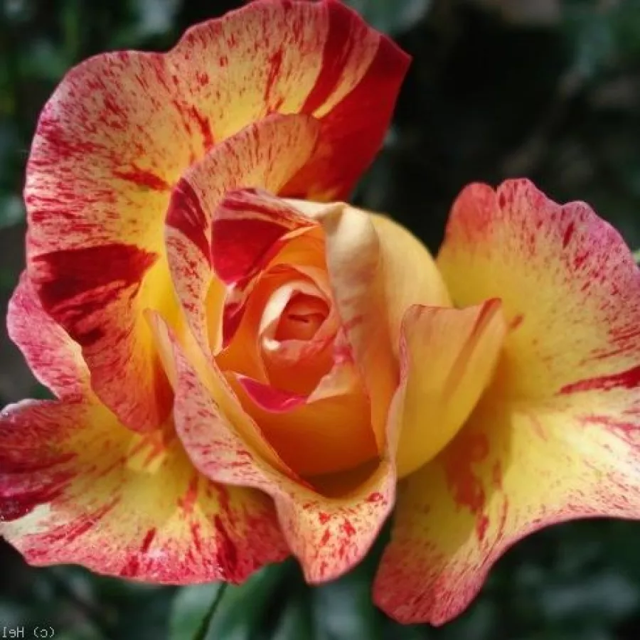 120-150 cm - Růže - Camille Pissarro™ - 